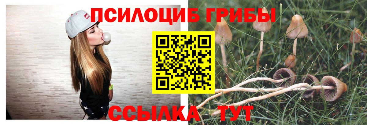 Галлюциногенные грибы Psilocybe Костомукша